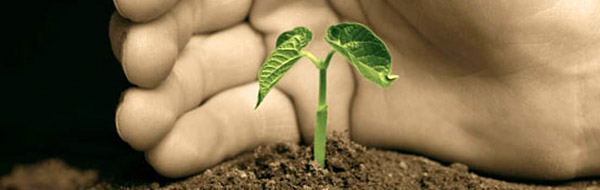 plant